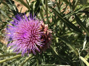 thistle in bloom