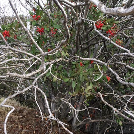 Napa Valley Trees, CA - November 2014