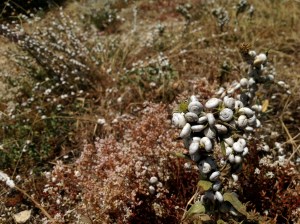Snails, Bonnieux, France - June 2014